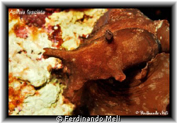 A beautiful Aplisia fasciata in the Mediterranean sea. by Ferdinando Meli 